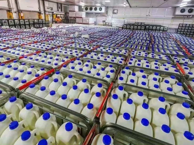 Milk trolleys loaded with filled milk bottles at a dairy